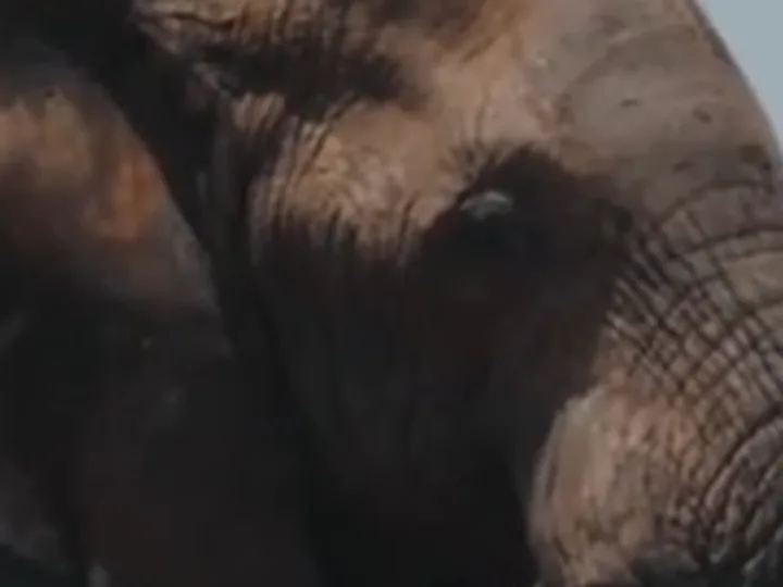 Crop of a 1280×720 frame of an elephant's head, enlarged with bicubic scaling